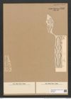 Plagiogramma neogradense Pant. (de-Toni-Nr.: Genus 83, Species 2945) Zeichnungen Sammlung Grunow Nr. 5936 (NHMW-BOT-W0374405)